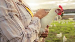 Picture of farmer holding a chicken