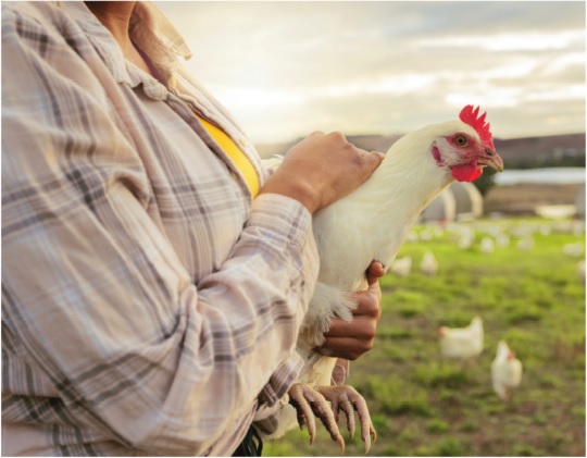 Picture of farmer holding a chicken