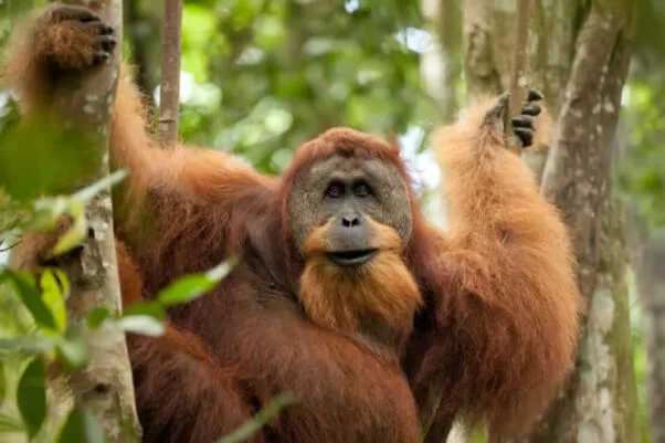 Phun Photos Orangutan