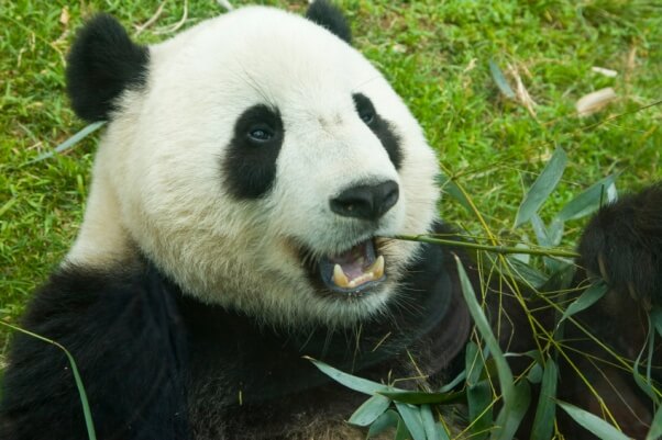 Phun Photos of a Panda