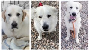 Adoption dogs May 2023