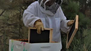 Prairie Life bees April 2023