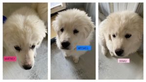 adoption dogs April 2023