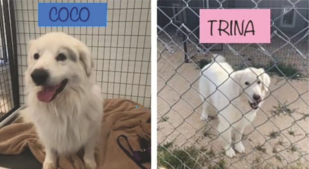 Pet Adoption Corner - Coco and Trina