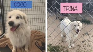 Pet Adoption Corner - Coco and Trina