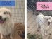 Pet Adoption Corner - Coco and Trina
