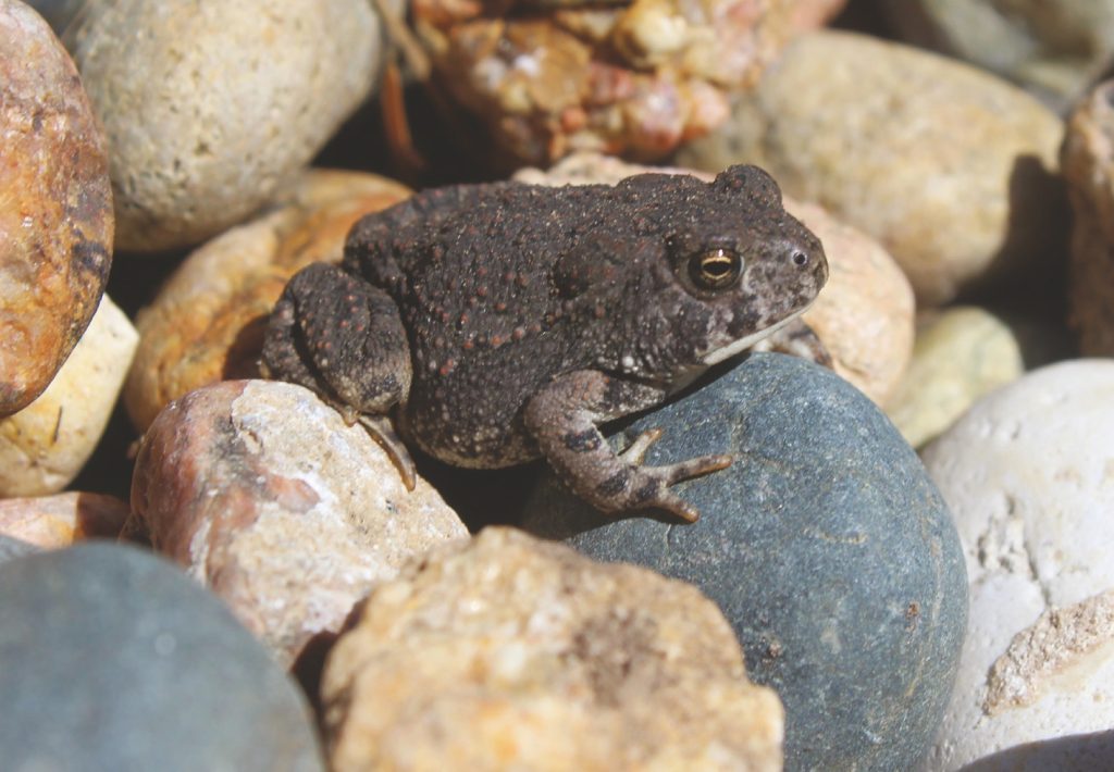 Prairie Life toad 2