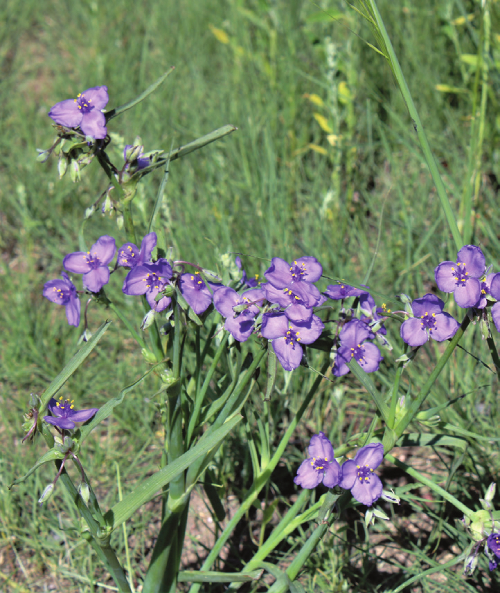 Spiderwort