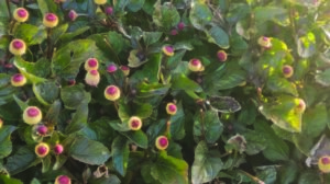 Hibiscus flowers in the sun - hibiscus stock videos & royalty-free footage.