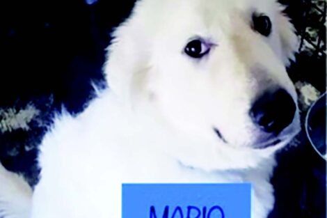 A white dog with the word mario on it.
