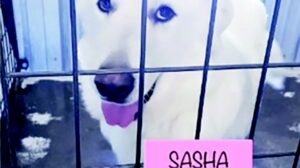 A white dog in a cage with the word sasha written on it.