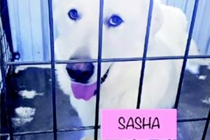 A white dog in a cage with the word sasha written on it.