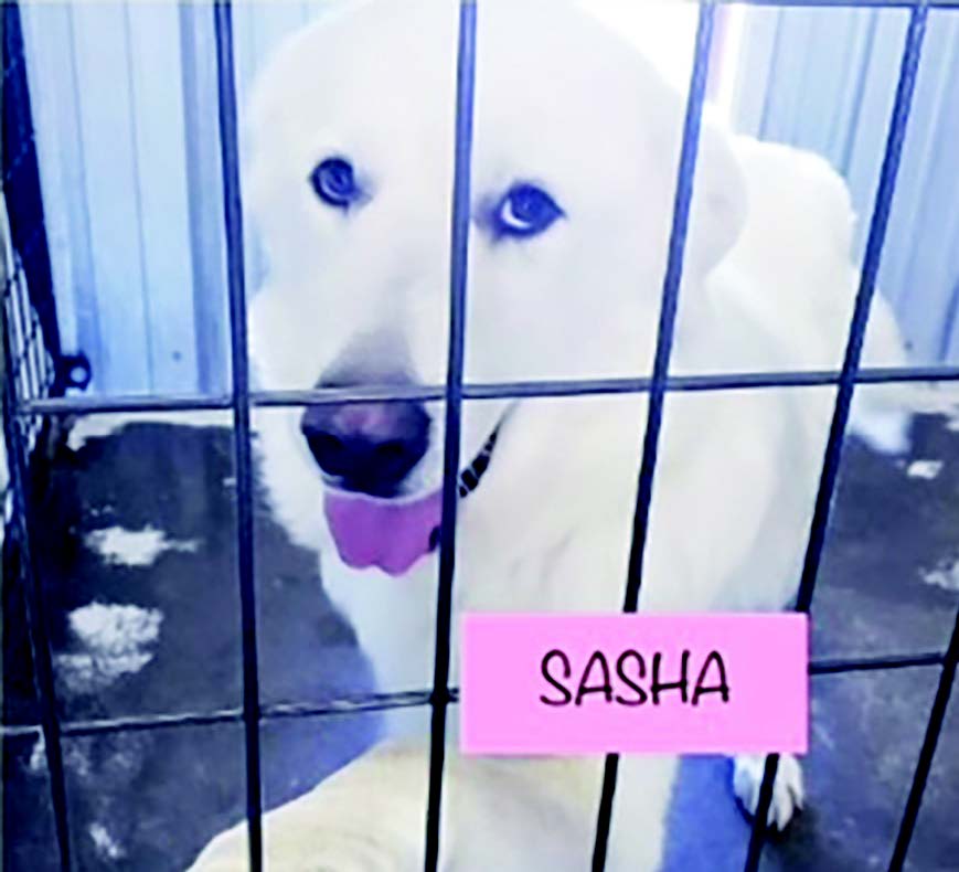 A white dog in a cage with the word sasha written on it.