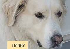 A white dog with a sign that says harry.