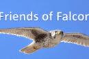 The Friends of Falcon.