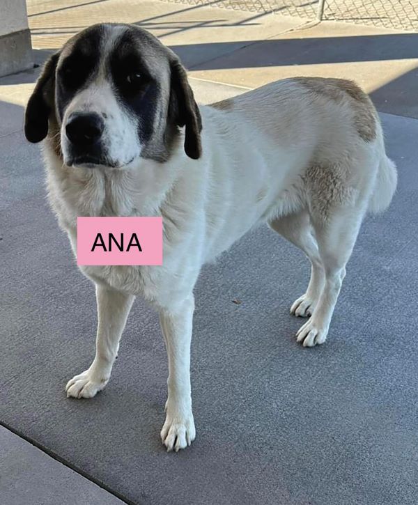 A white dog standing next to a sign that says ana
