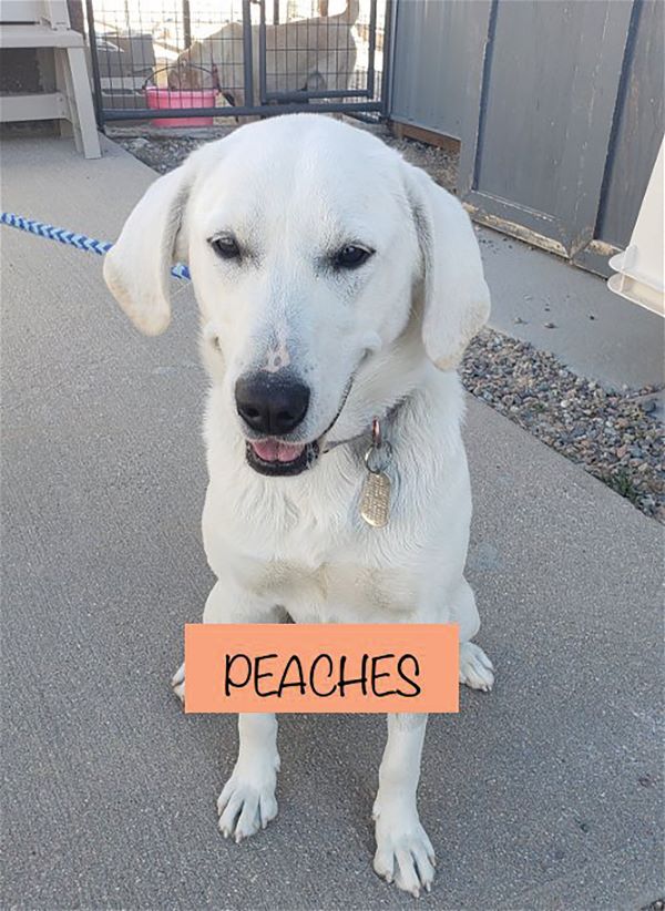 Peaches, an adoptable dog in scottsdale, arizona