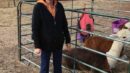 A woman standing next to a group of alpacas in a pen