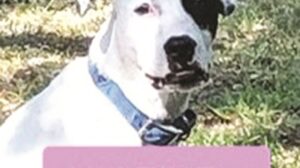 Valerie - adoptable pit bull terrier - san diego, california