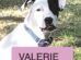 Valerie - adoptable pit bull terrier - san diego, california
