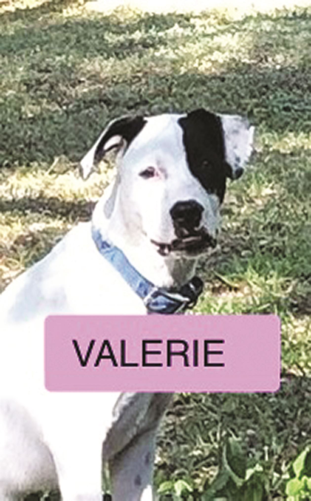 Valerie - adoptable pit bull terrier - san diego, california