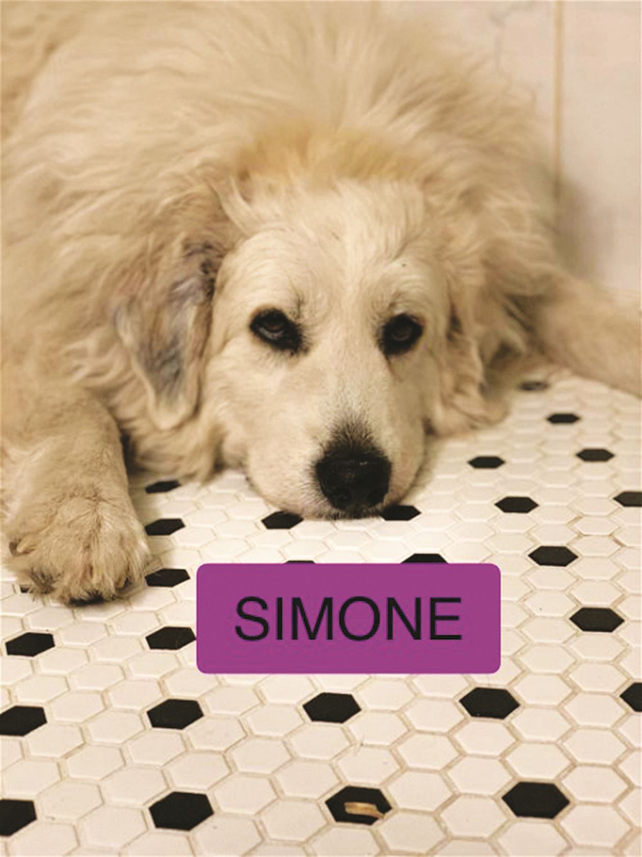 A white dog laying on a tile floor with the words simone