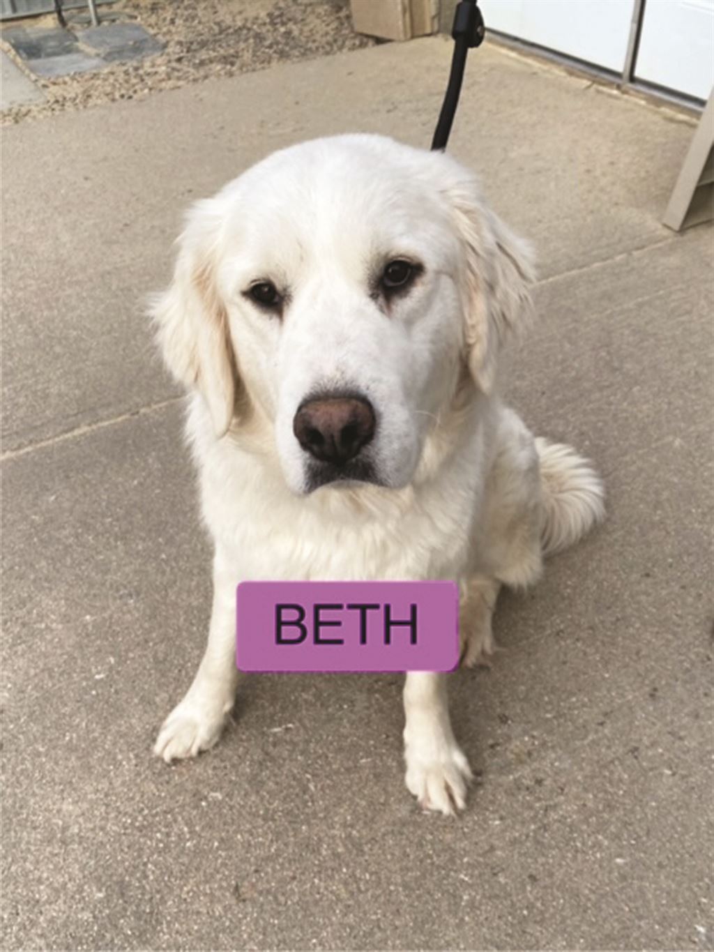 A white dog with the word beth on a leash