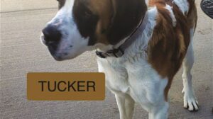 Tucker is a brown and white dog on a leash