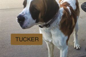 Tucker is a brown and white dog on a leash