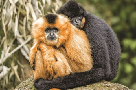 Two monkeys are sitting on top of a rock