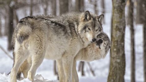 Two wolves standing in the snow in the woods