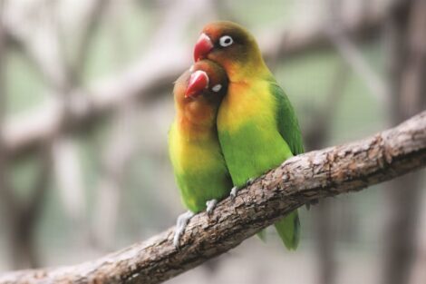 Two green and yellow lovebirds sitting on a branch