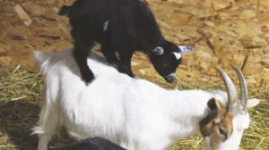 A baby goat is standing on top of a goat