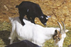 A baby goat is standing on top of a goat