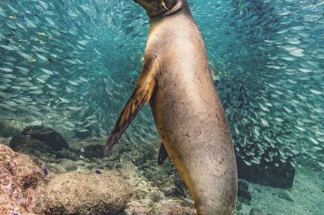 A sea lion swimming in the ocean
