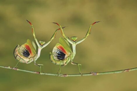 Two praying mantis dancing on a twig