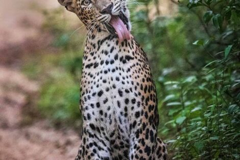 A leopard is sitting on a dirt road with its tongue out
