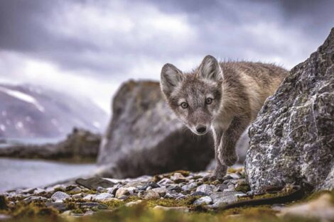 A fox is standing on a rock near a body of water