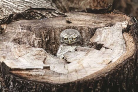 An owl sitting in a hole in a tree