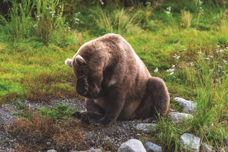A grizzly bear is sitting on a rock in a grassy area