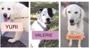 Four pictures of dogs with the names yuri, valerie and valerie