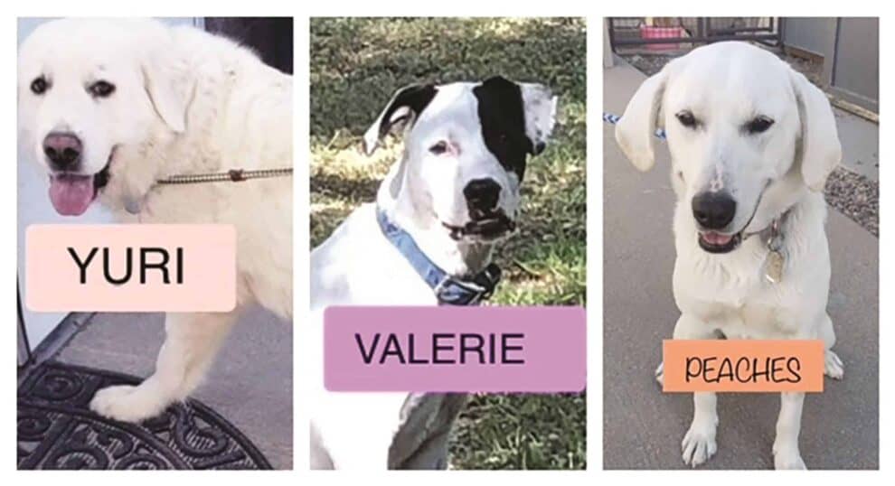 Four pictures of dogs with the names yuri, valerie and valerie