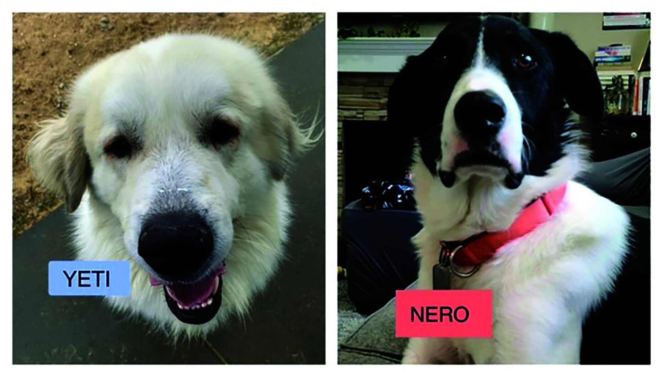 Two side-by-side photos of dogs named yeti and nero; yeti is a fluffy, smiling golden retriever, and nero is a black and white dog with expressive eyes, wearing a red collar.