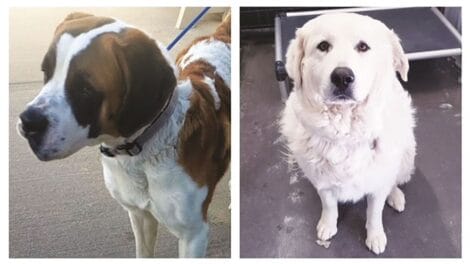 Two dogs: a saint bernard on the left and a white retriever on the right.