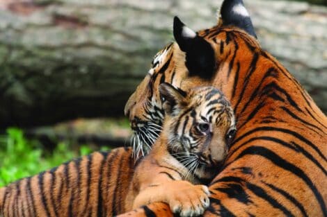 A tiger cub embraces its parent from behind, resting its head on the adult tiger's back in a natural setting.