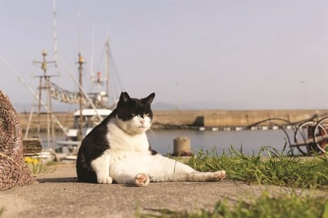 A black and white cat sitting on a quayside with boats and water in the background.