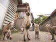 Four cats on a street, with one standing on its hind legs.