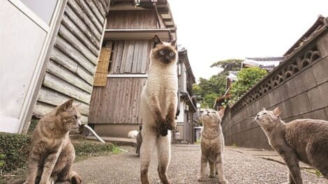 Four cats on a street, with one standing on its hind legs.