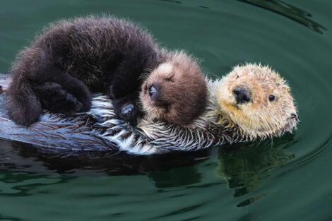 A sea otter and her sleeping pup float on water, the pup resting on the mother's chest. both have wet fur, with the mother's face visible and alert.