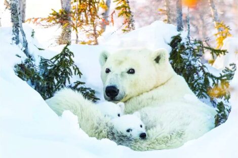 Polar bear and cub resting in the snow among trees.
